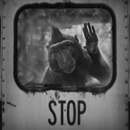 canto 578477_151450048330601_448969490_n