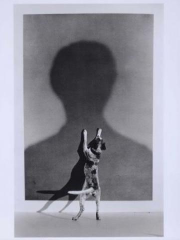 dogs Gilbert GarcinGG01