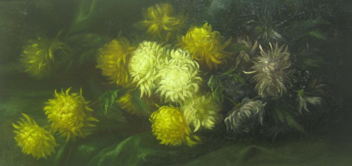 Chrysanthemus
